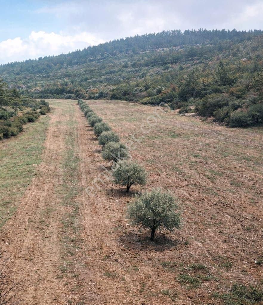 Milas Fesleğende Yatırımlık 1.177 M² Tarla