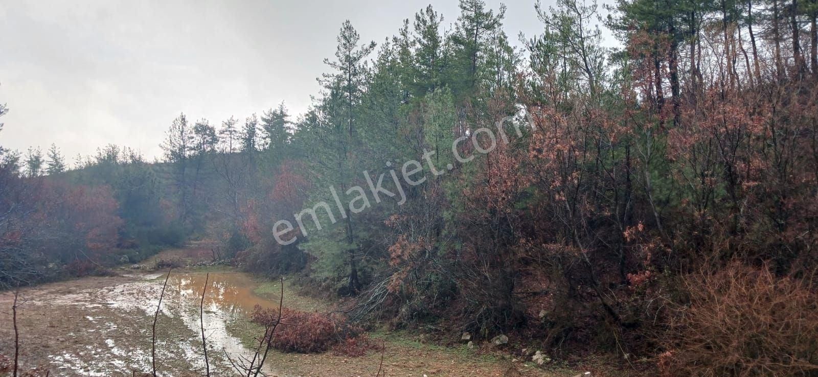 Milas Fesleğende Müstakil 2.555 M² Yatırımlık Tarla - Görsel 5