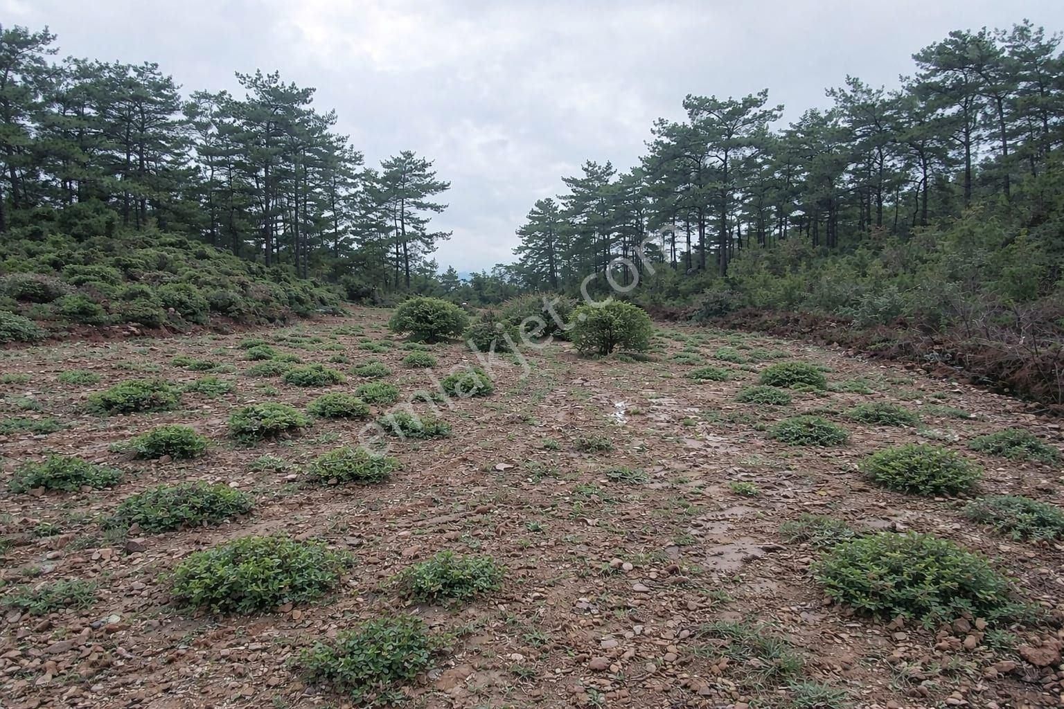 Milas Fesleğende Müstakil 2.555 M² Yatırımlık Tarla