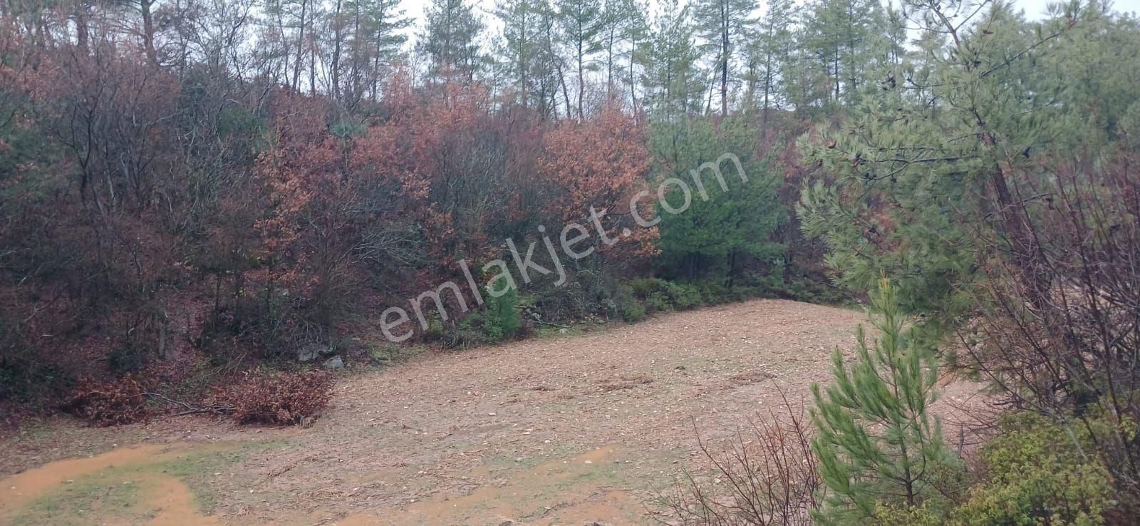 Milas Fesleğende Müstakil 2.555 M² Yatırımlık Tarla - Görsel 4