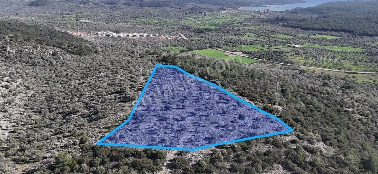Muğla Milas Bozbük'te Full Deniz Manzaralı 12 Dönüm Zeytinlik