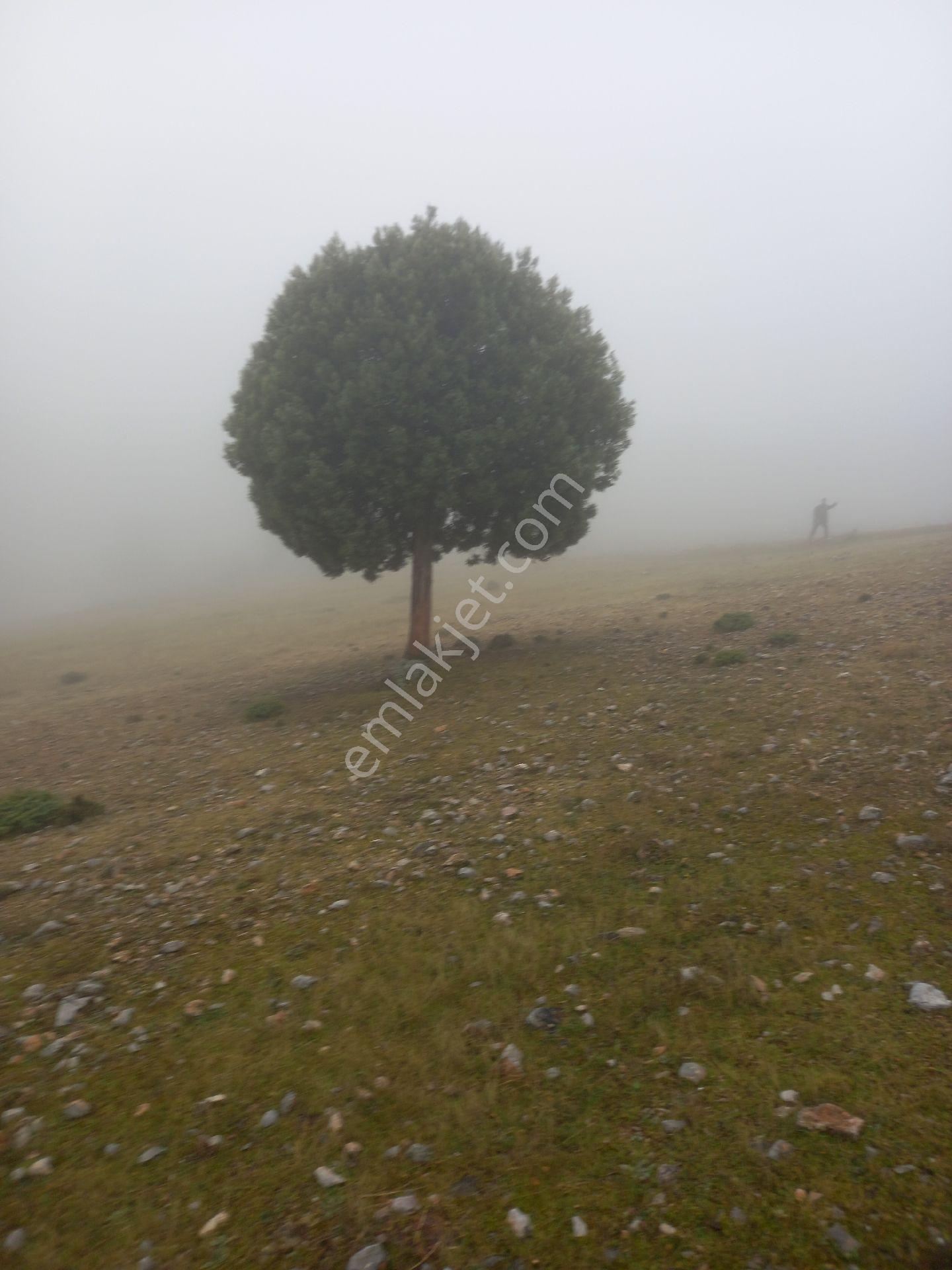 Kütahya 4600 M2 Tarla - Görsel 11