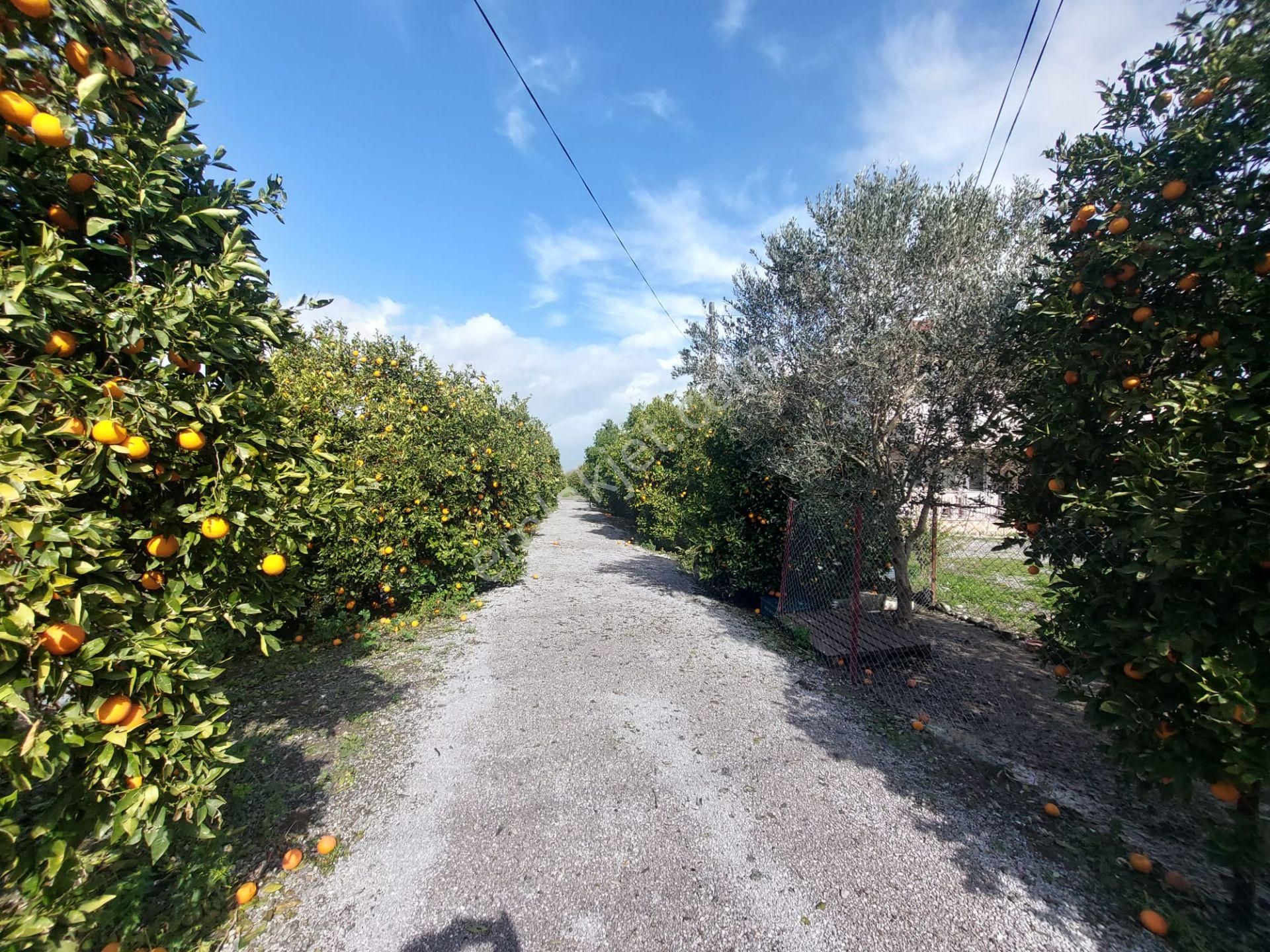 Muğla Ortaca Eskiköyde 100 M2, 2+1 Müstakil Sıfır Ev Kiralık - Görsel 11