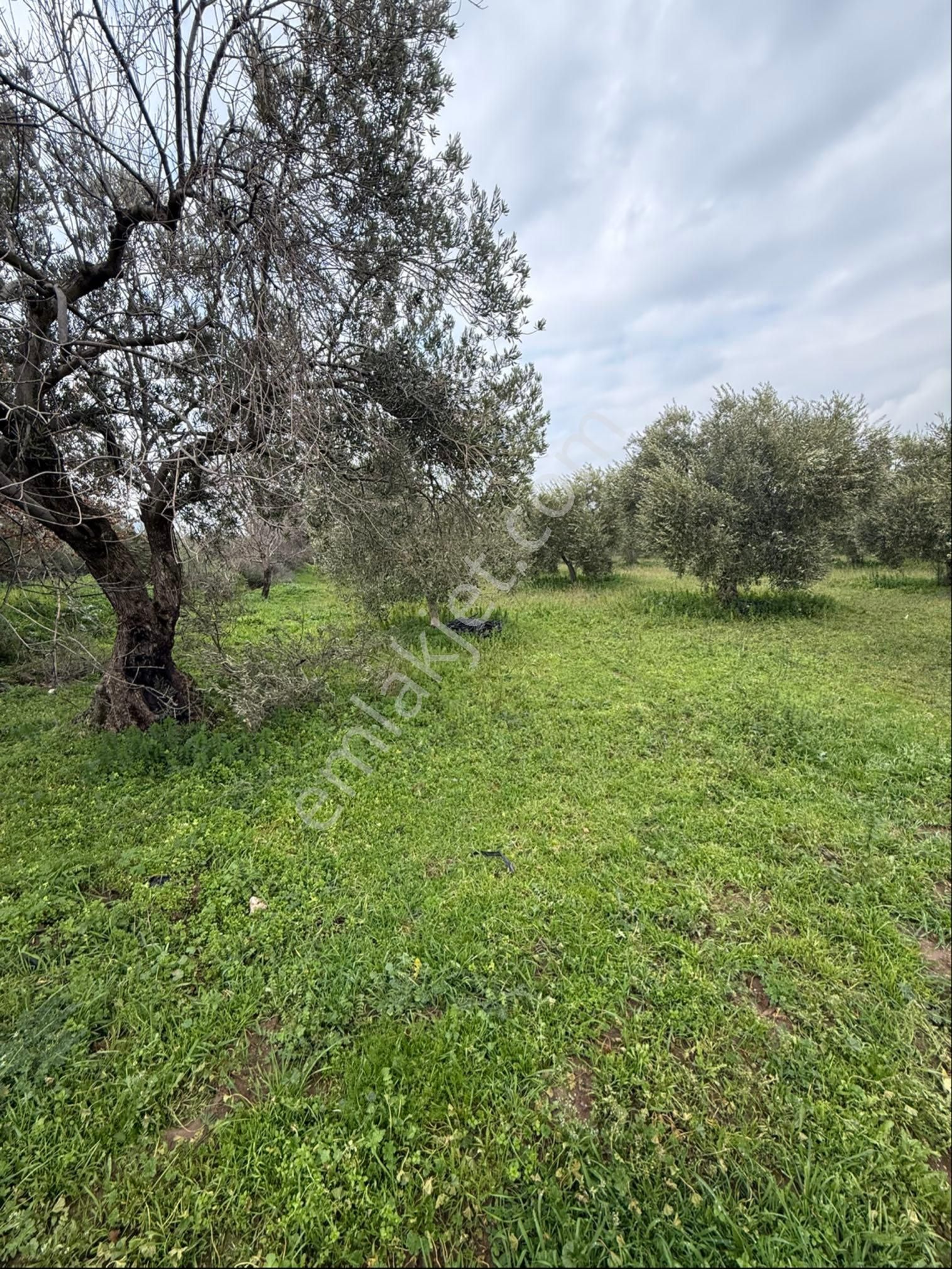 Saruhanlı Büyükbelende Yatırımlık 3310m2 Zeytinlik - Görsel 3