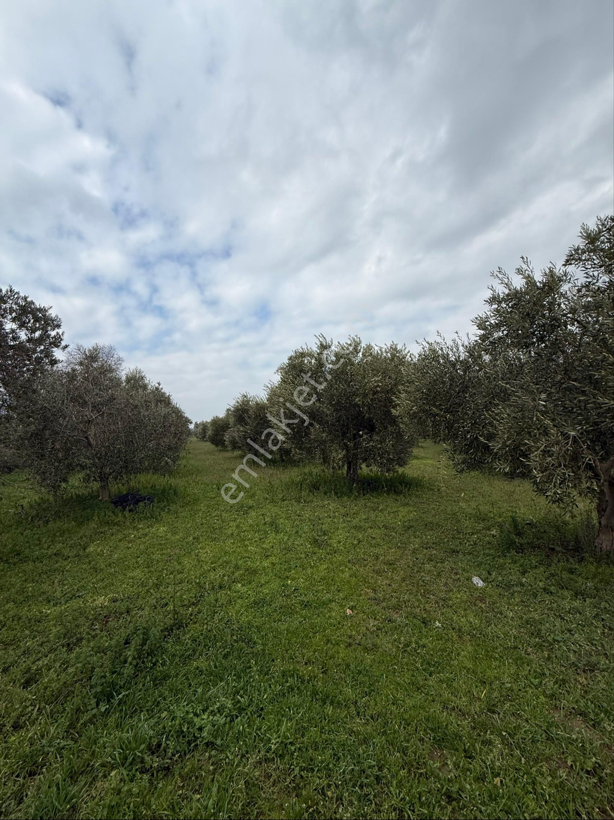 Saruhanlı Büyükbelende Yatırımlık 3310m2 Zeytinlik - Görsel 4