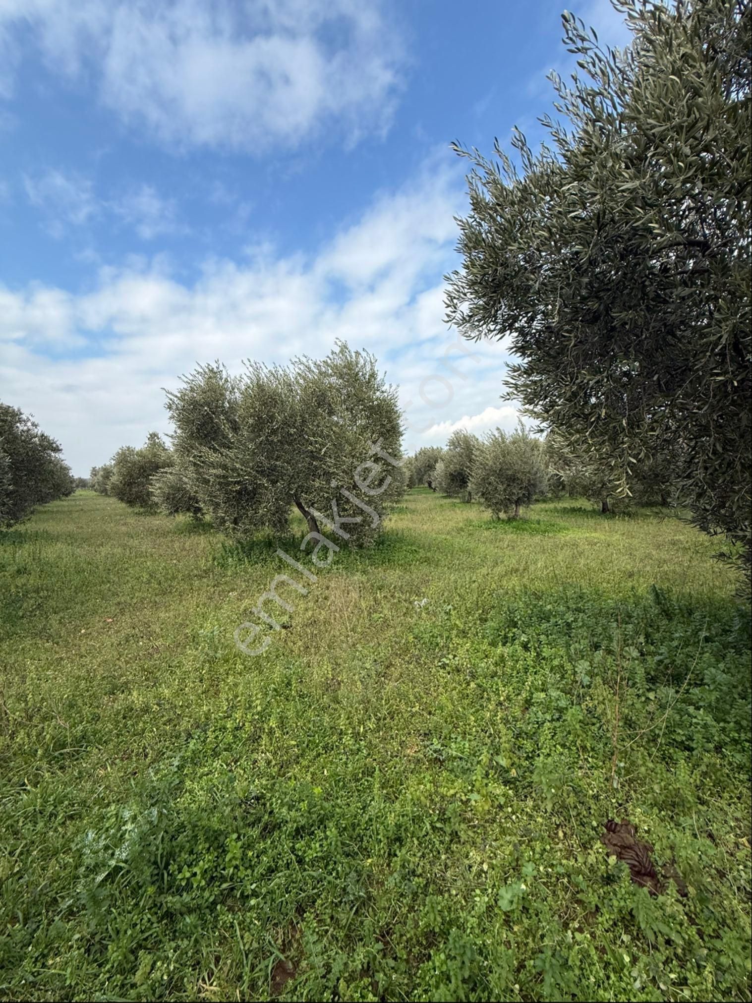 Saruhanlı Büyükbelende Yatırımlık 3310m2 Zeytinlik - Görsel 13