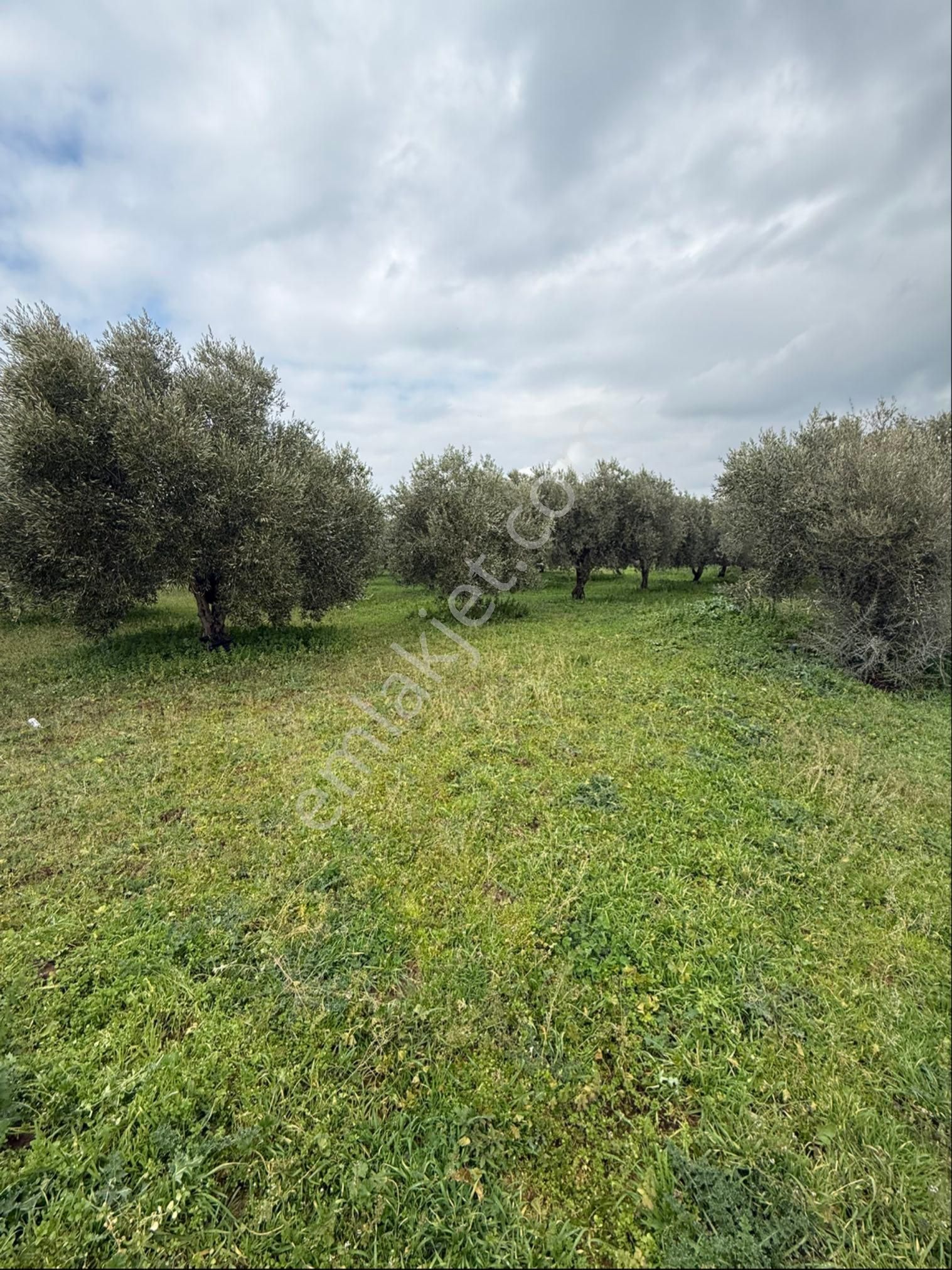 Saruhanlı Büyükbelende Yatırımlık 3310m2 Zeytinlik