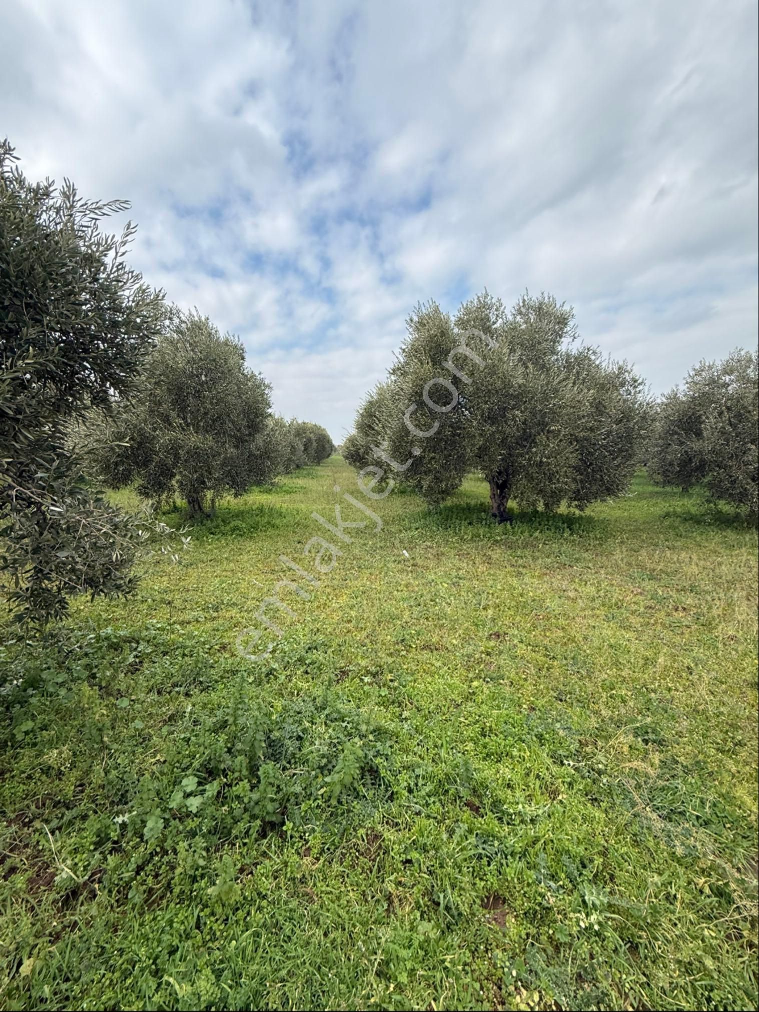 Saruhanlı Büyükbelende Yatırımlık 3310m2 Zeytinlik - Görsel 6