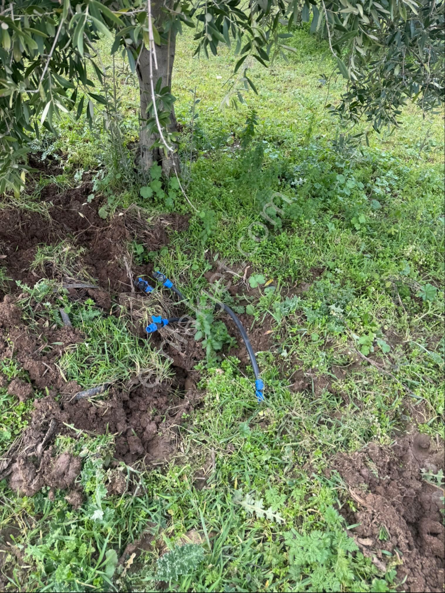 Saruhanlı Büyükbelende Yatırımlık 3310m2 Zeytinlik - Görsel 10