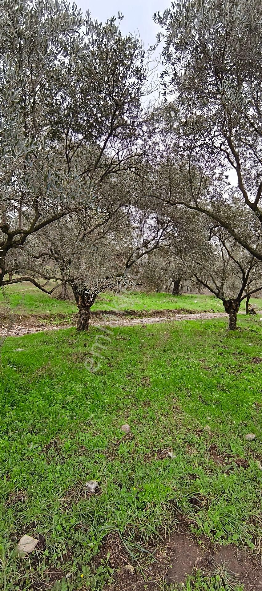 Selçuk-çamlık Yoluna 600m Uzaklıkta | Satılık 3.183 M² | 100 Ağaç Zeytinlik