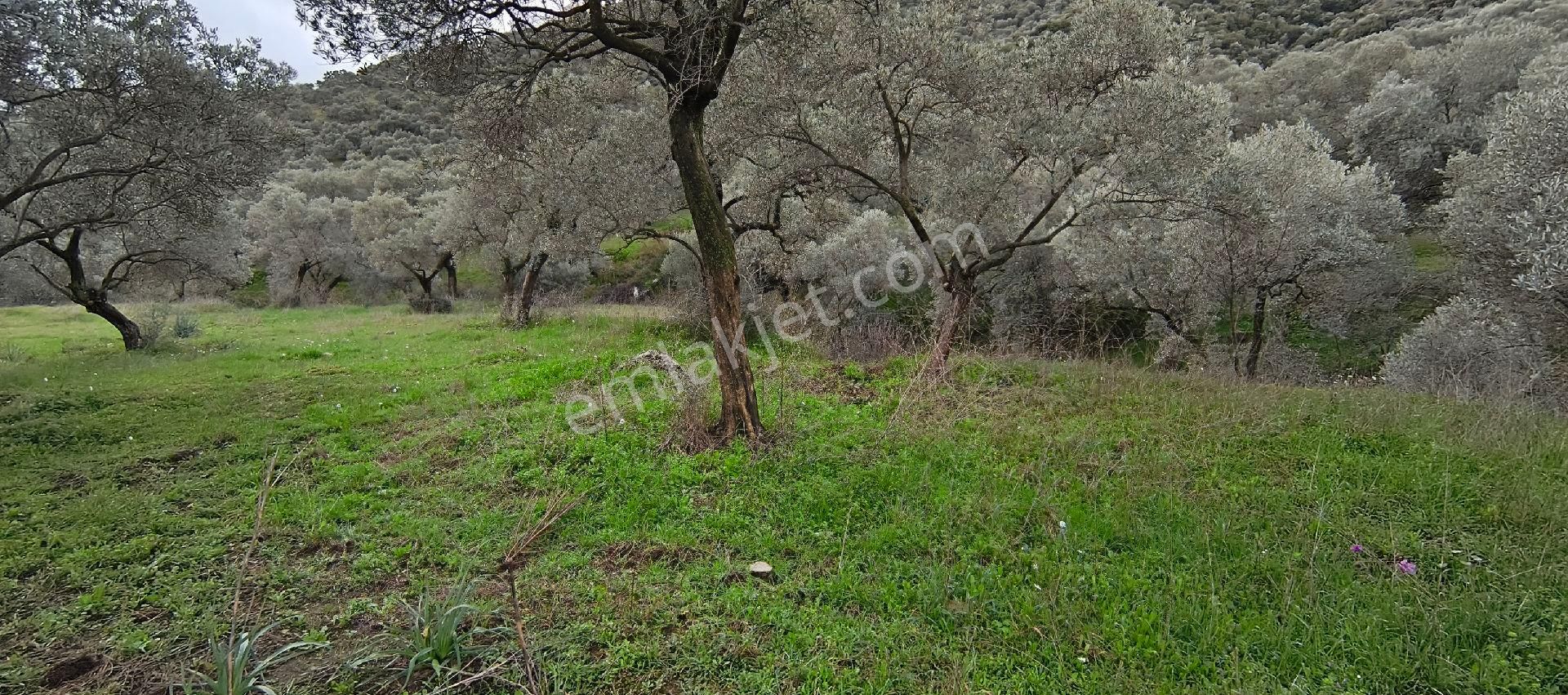 Selçuk-çamlık Yoluna 600m Uzaklıkta | Satılık 3.183 M² | 100 Ağaç Zeytinlik - Görsel 15