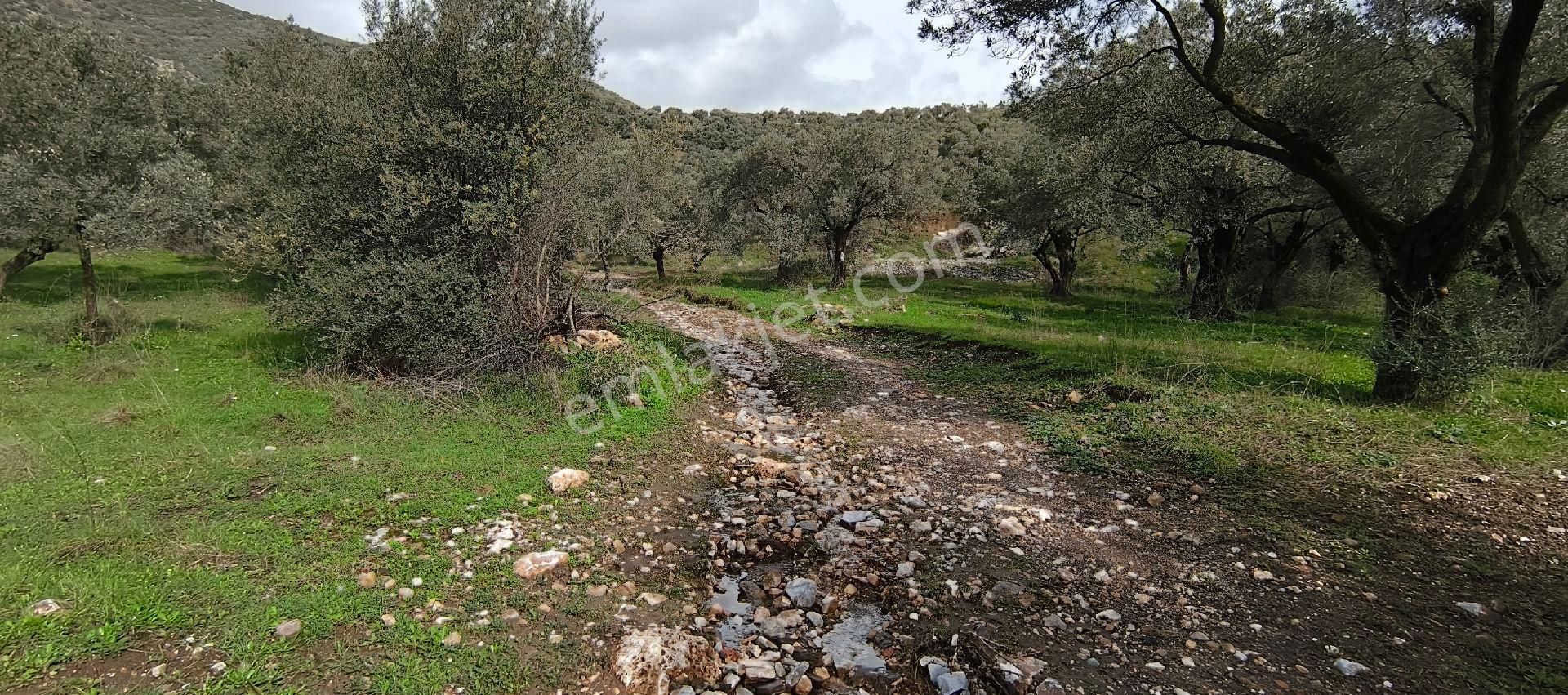 Selçuk-çamlık Yoluna 600m Uzaklıkta | Satılık 3.183 M² | 100 Ağaç Zeytinlik - Görsel 4