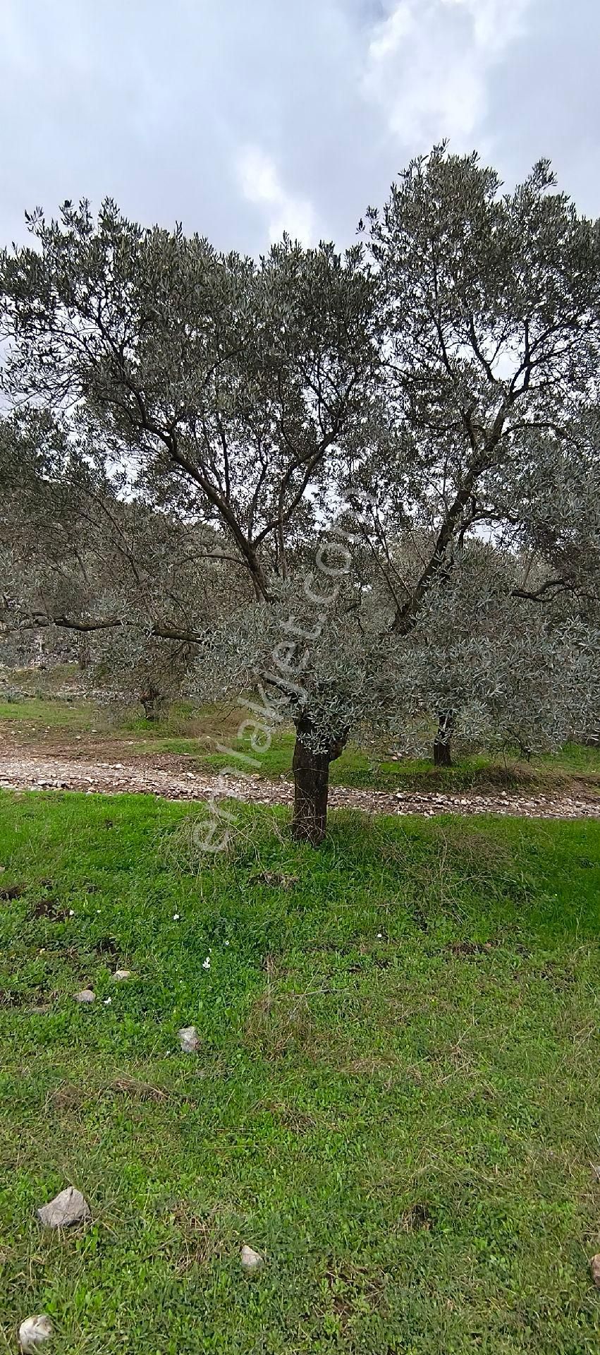 Selçuk-çamlık Yoluna 600m Uzaklıkta | Satılık 3.183 M² | 100 Ağaç Zeytinlik - Görsel 16