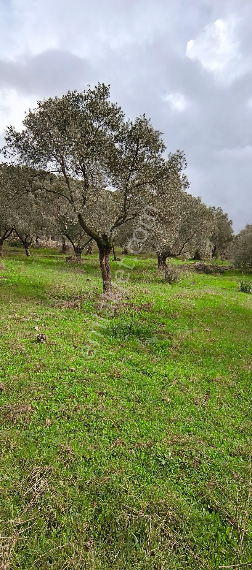 Selçuk-çamlık Yoluna 600m Uzaklıkta | Satılık 3.183 M² | 100 Ağaç Zeytinlik - Görsel 10