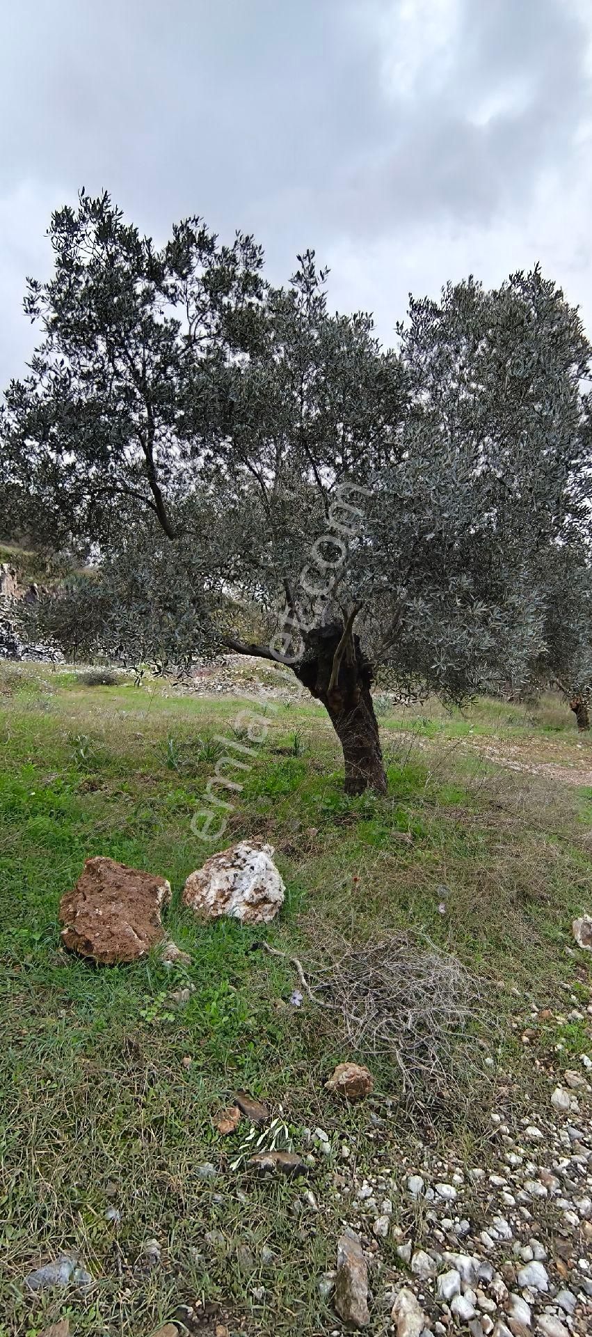 Selçuk-çamlık Yoluna 600m Uzaklıkta | Satılık 3.183 M² | 100 Ağaç Zeytinlik - Görsel 24