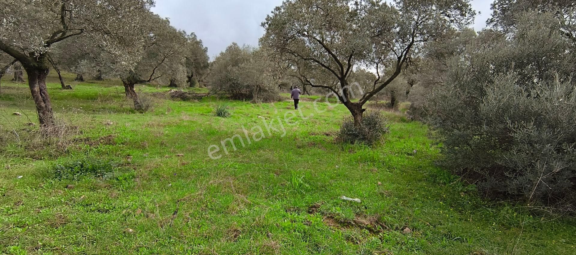 Selçuk-çamlık Yoluna 600m Uzaklıkta | Satılık 3.183 M² | 100 Ağaç Zeytinlik - Görsel 13
