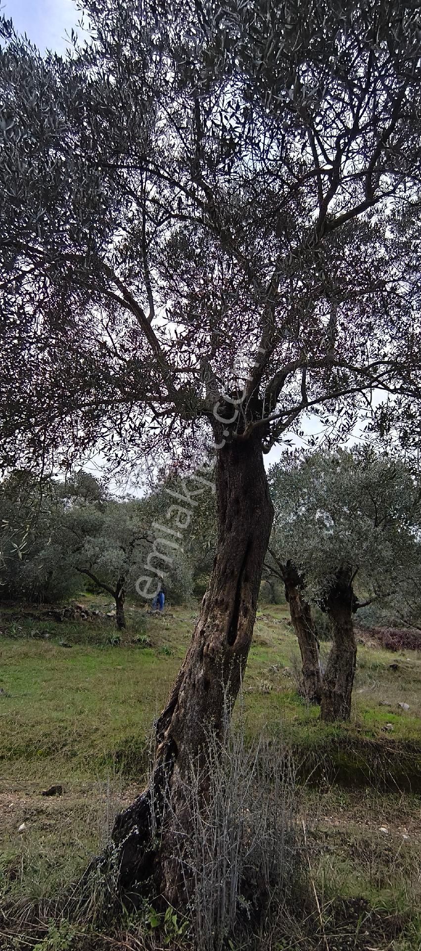 Selçuk-çamlık Yoluna 600m Uzaklıkta | Satılık 3.183 M² | 100 Ağaç Zeytinlik - Görsel 28