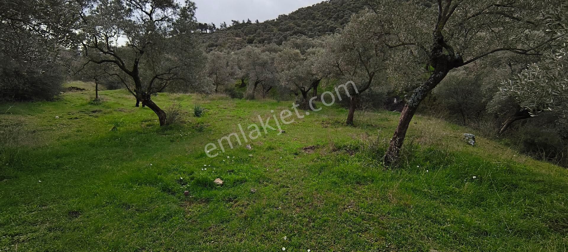 Selçuk-çamlık Yoluna 600m Uzaklıkta | Satılık 3.183 M² | 100 Ağaç Zeytinlik - Görsel 14