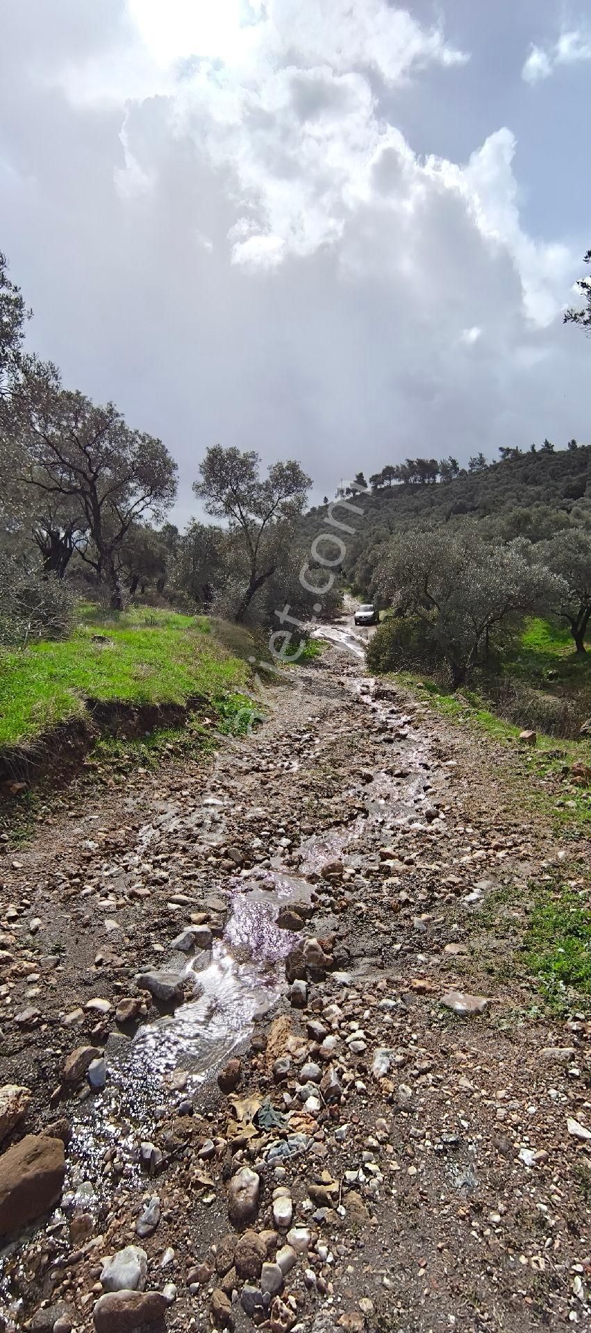 Selçuk-çamlık Yoluna 600m Uzaklıkta | Satılık 3.183 M² | 100 Ağaç Zeytinlik - Görsel 5