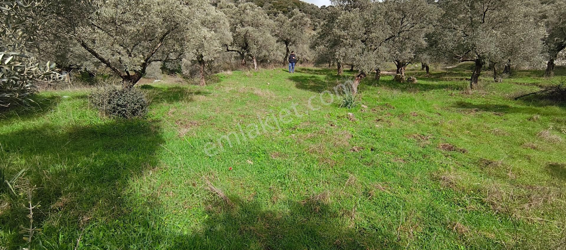 Selçuk-çamlık Yoluna 600m Uzaklıkta | Satılık 3.183 M² | 100 Ağaç Zeytinlik - Görsel 7