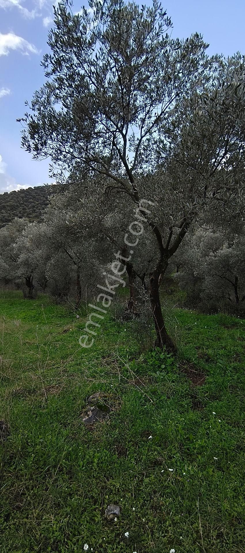 Selçuk-çamlık Yoluna 600m Uzaklıkta | Satılık 3.183 M² | 100 Ağaç Zeytinlik - Görsel 22