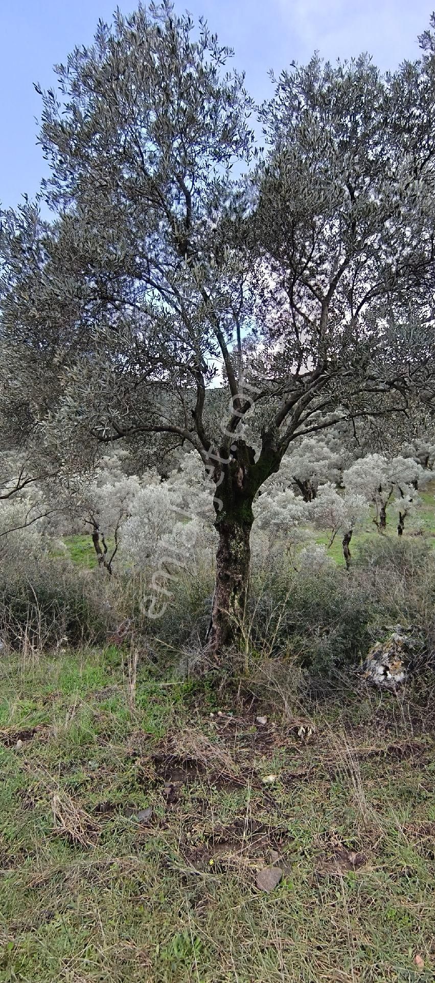 Selçuk-çamlık Yoluna 600m Uzaklıkta | Satılık 3.183 M² | 100 Ağaç Zeytinlik - Görsel 26