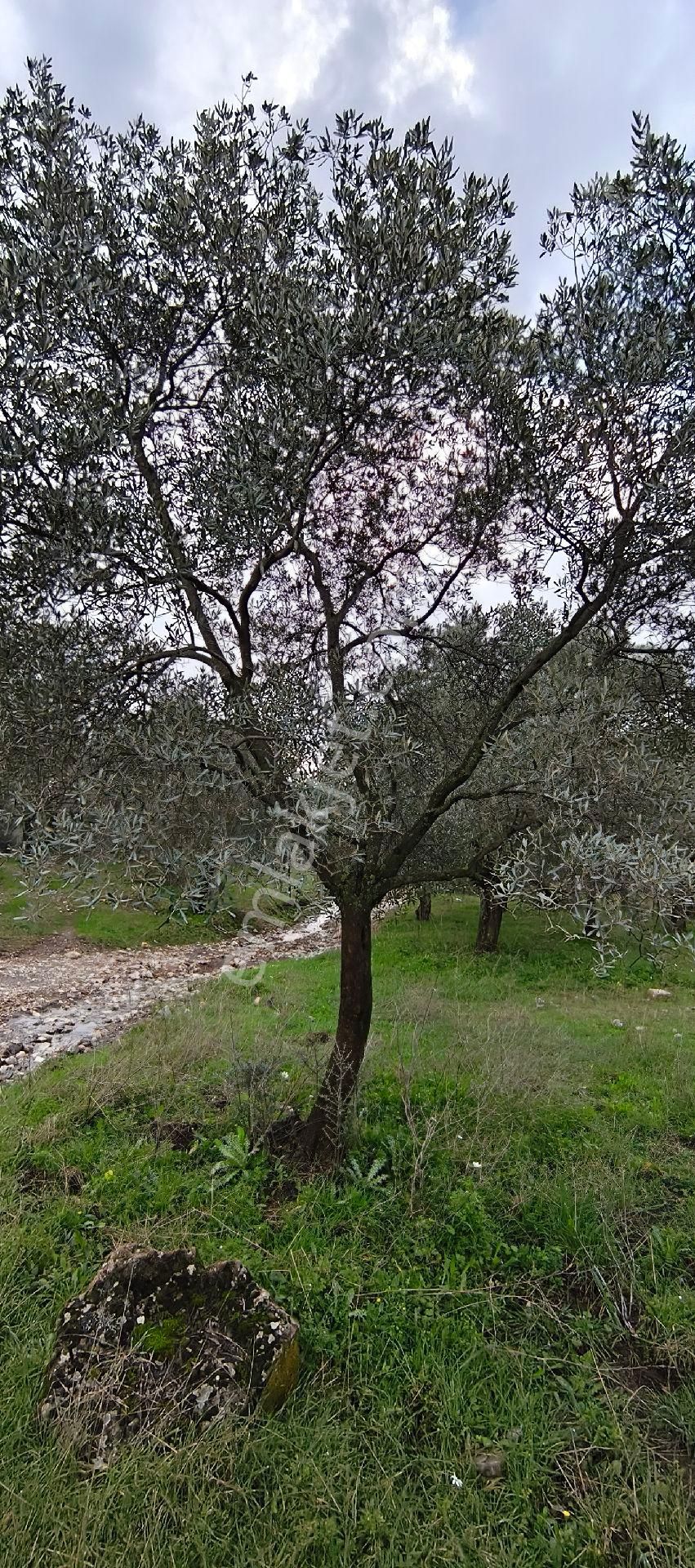 Selçuk-çamlık Yoluna 600m Uzaklıkta | Satılık 3.183 M² | 100 Ağaç Zeytinlik - Görsel 23