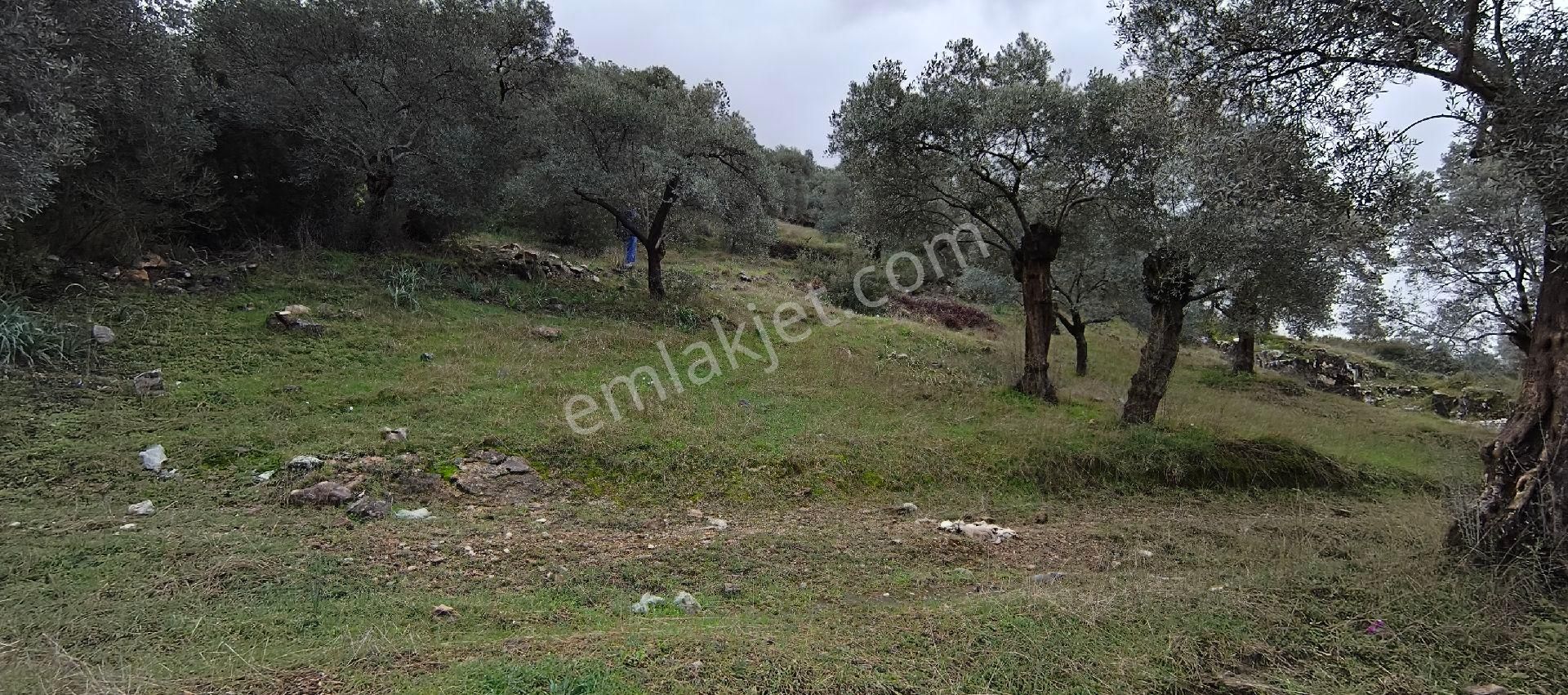 Selçuk-çamlık Yoluna 600m Uzaklıkta | Satılık 3.183 M² | 100 Ağaç Zeytinlik - Görsel 31