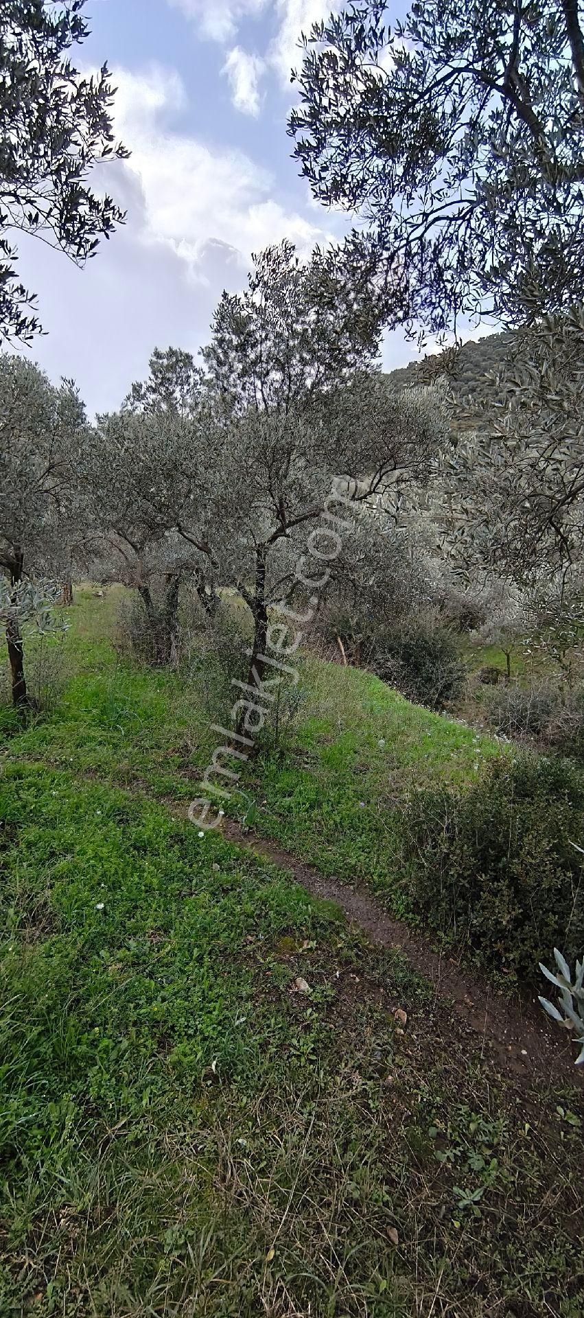 Selçuk-çamlık Yoluna 600m Uzaklıkta | Satılık 3.183 M² | 100 Ağaç Zeytinlik - Görsel 21