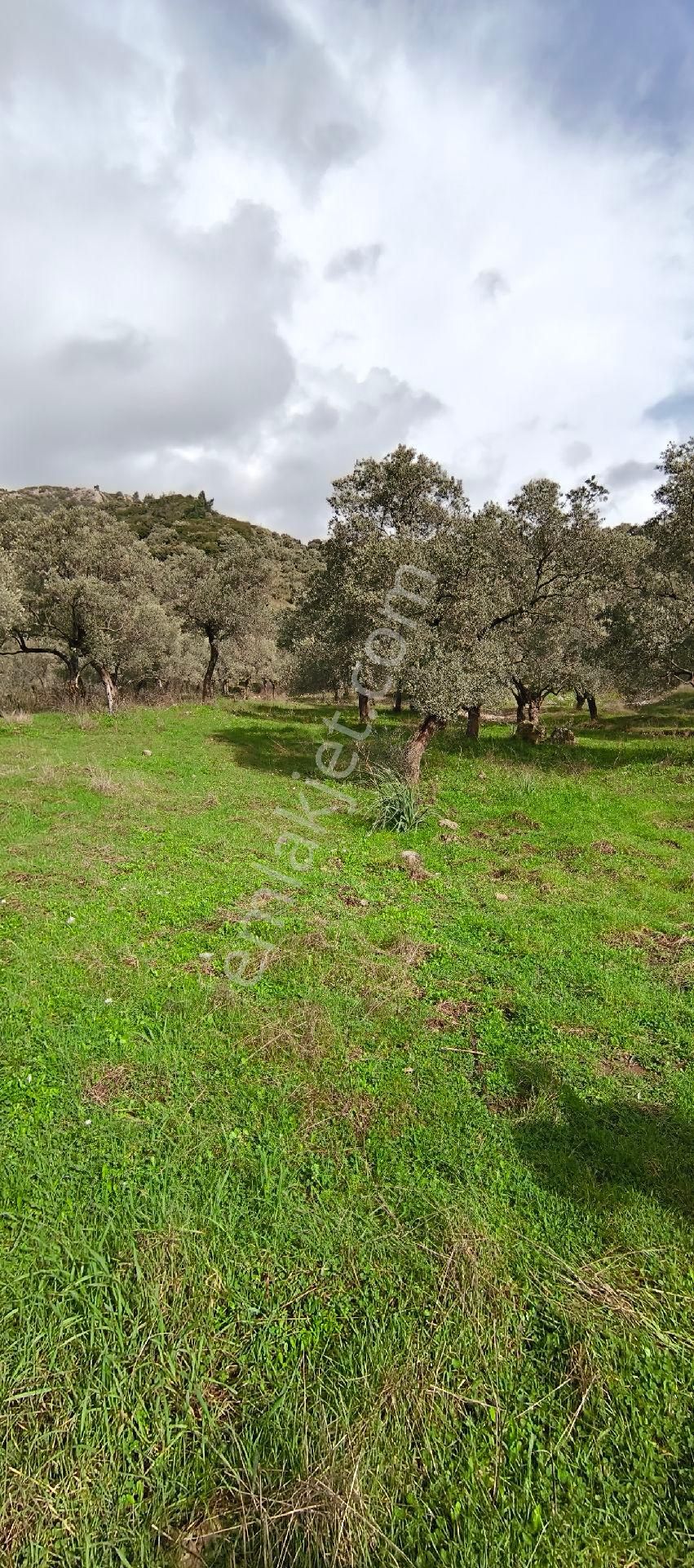 Selçuk-çamlık Yoluna 600m Uzaklıkta | Satılık 3.183 M² | 100 Ağaç Zeytinlik - Görsel 6