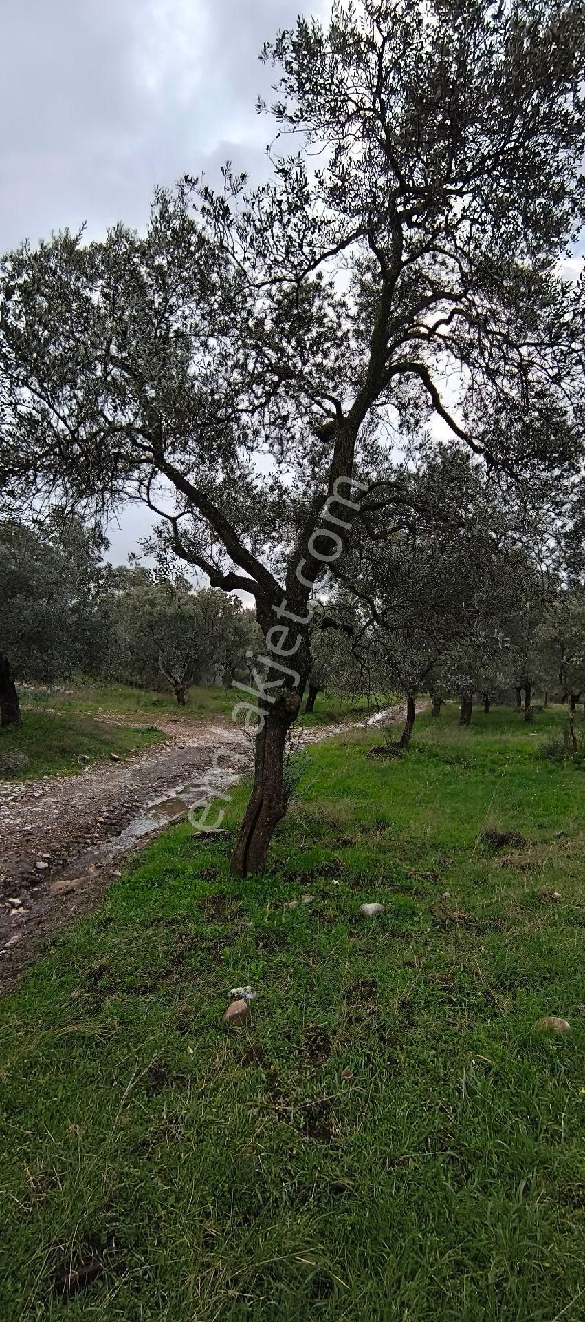Selçuk-çamlık Yoluna 600m Uzaklıkta | Satılık 3.183 M² | 100 Ağaç Zeytinlik - Görsel 25