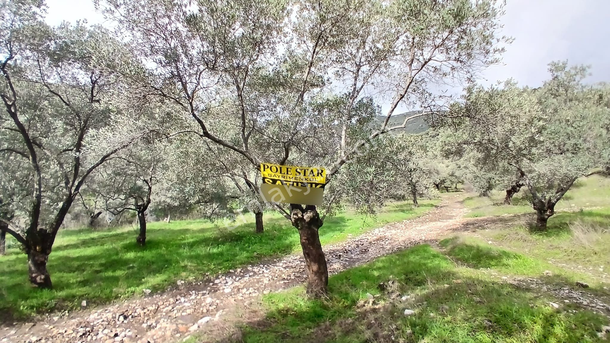 Selçuk-çamlık Yoluna 600m Uzaklıkta | Satılık 3.183 M² | 100 Ağaç Zeytinlik - Görsel 35