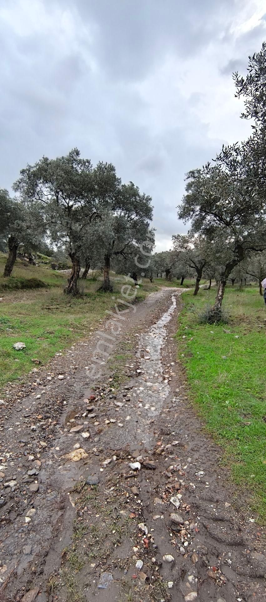 Selçuk-çamlık Yoluna 600m Uzaklıkta | Satılık 3.183 M² | 100 Ağaç Zeytinlik - Görsel 33