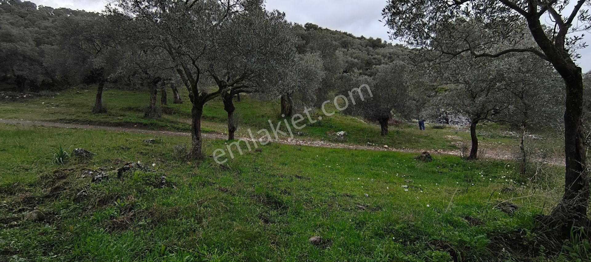 Selçuk-çamlık Yoluna 600m Uzaklıkta | Satılık 3.183 M² | 100 Ağaç Zeytinlik - Görsel 19