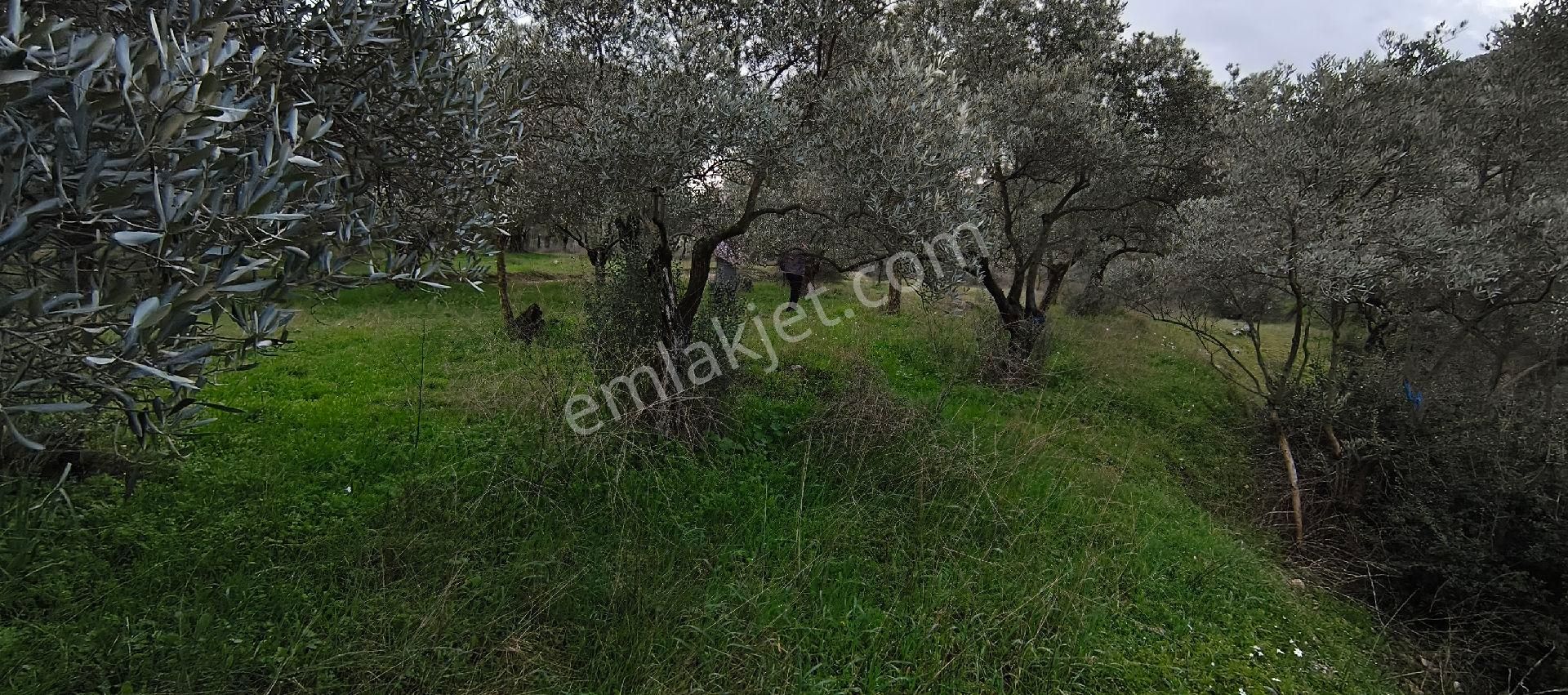 Selçuk-çamlık Yoluna 600m Uzaklıkta | Satılık 3.183 M² | 100 Ağaç Zeytinlik - Görsel 18