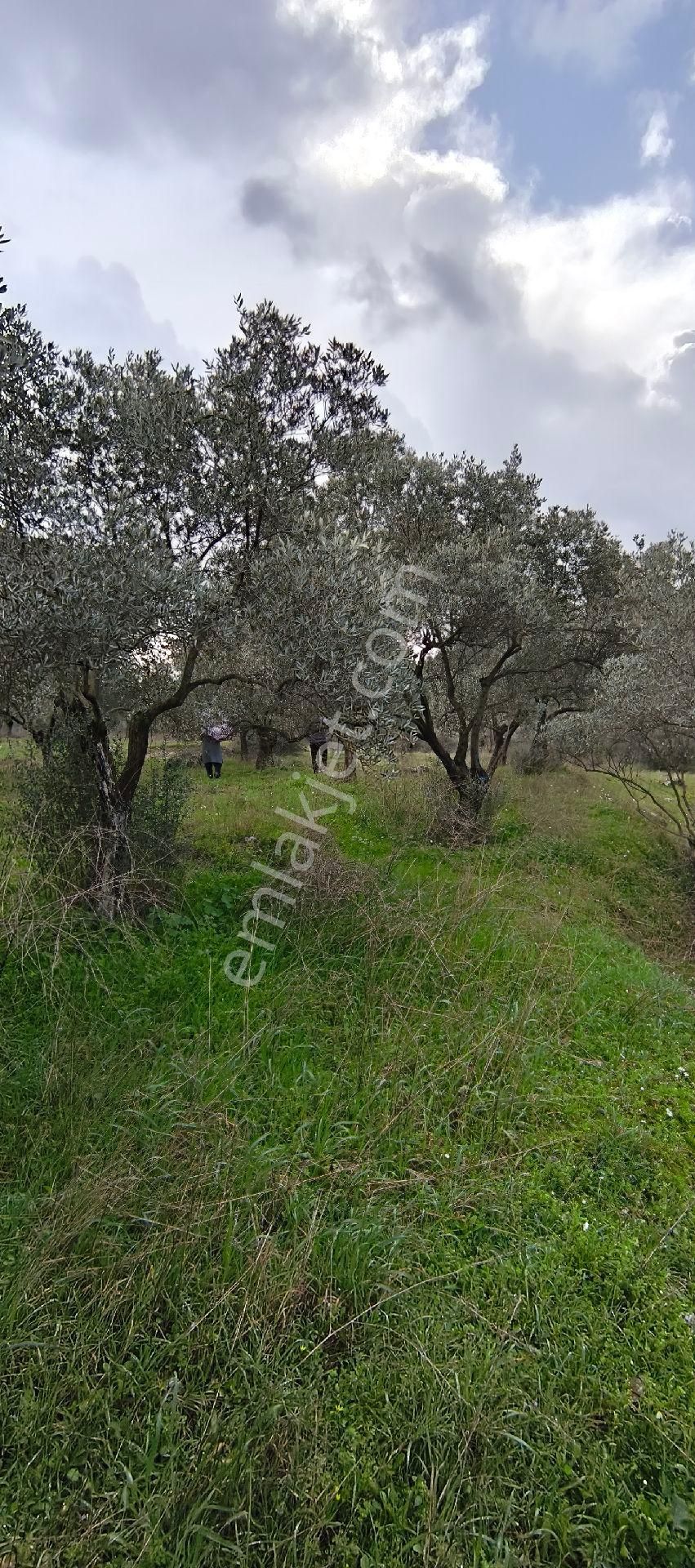 Selçuk-çamlık Yoluna 600m Uzaklıkta | Satılık 3.183 M² | 100 Ağaç Zeytinlik - Görsel 17