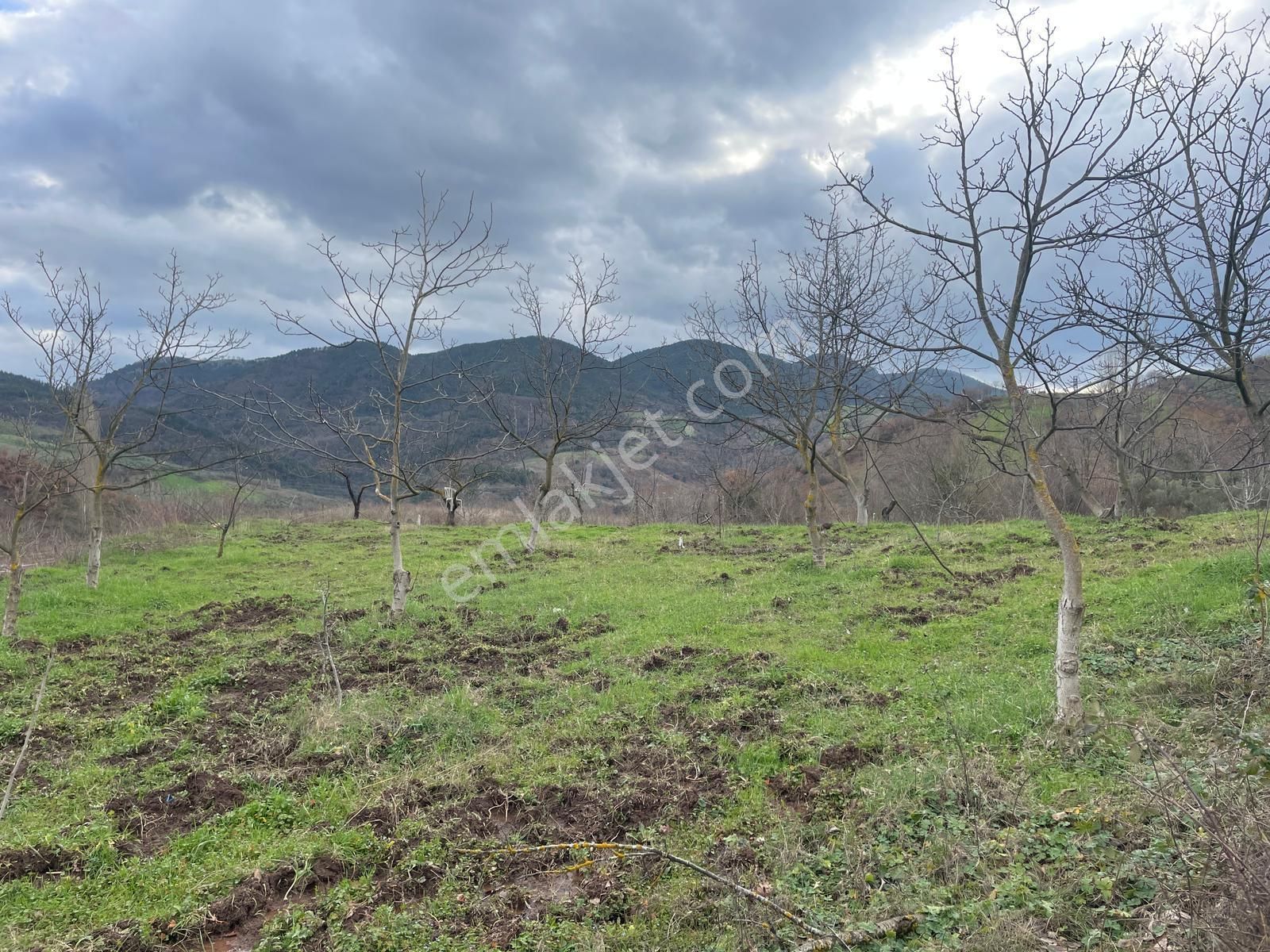 C21 Cius; Hamidiye Köyünde Yola Cephe 2839 M2 Su Ve Elektriği Olan Tarla - Görsel 12