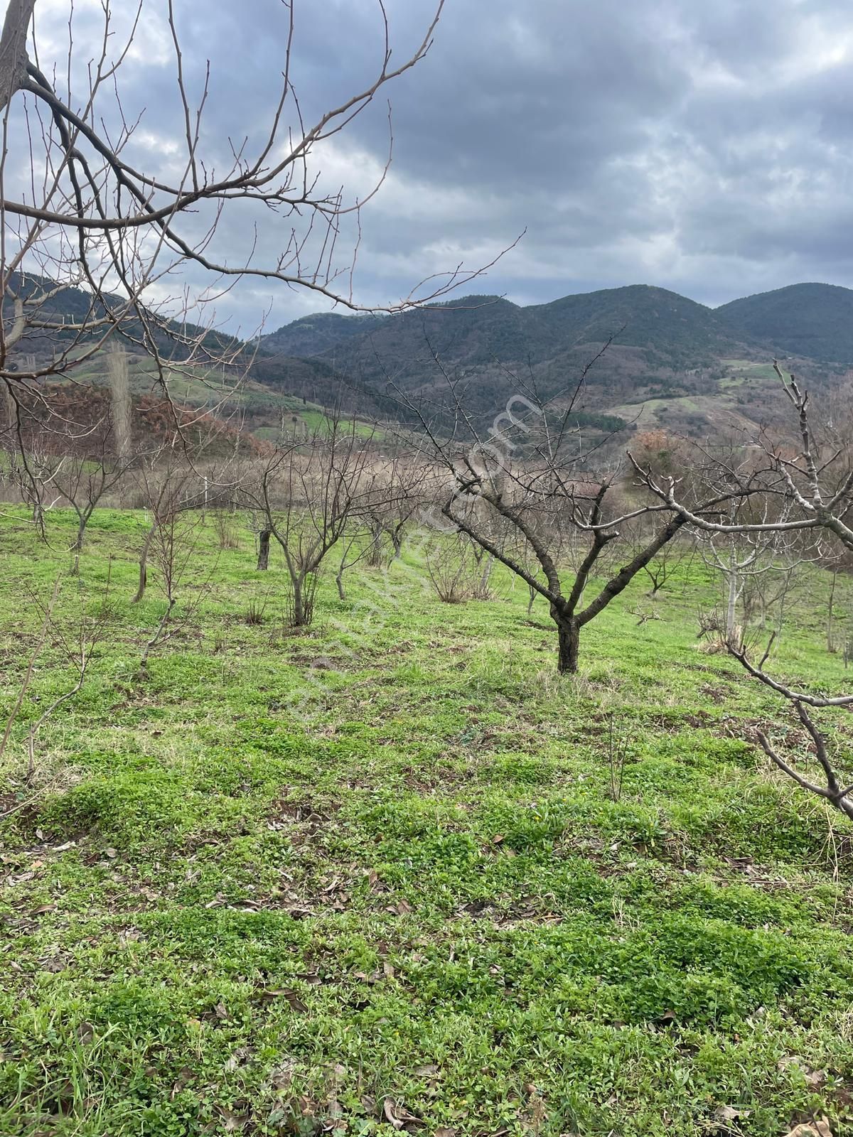 C21 Cius; Hamidiye Köyünde Yola Cephe 2839 M2 Su Ve Elektriği Olan Tarla - Görsel 13