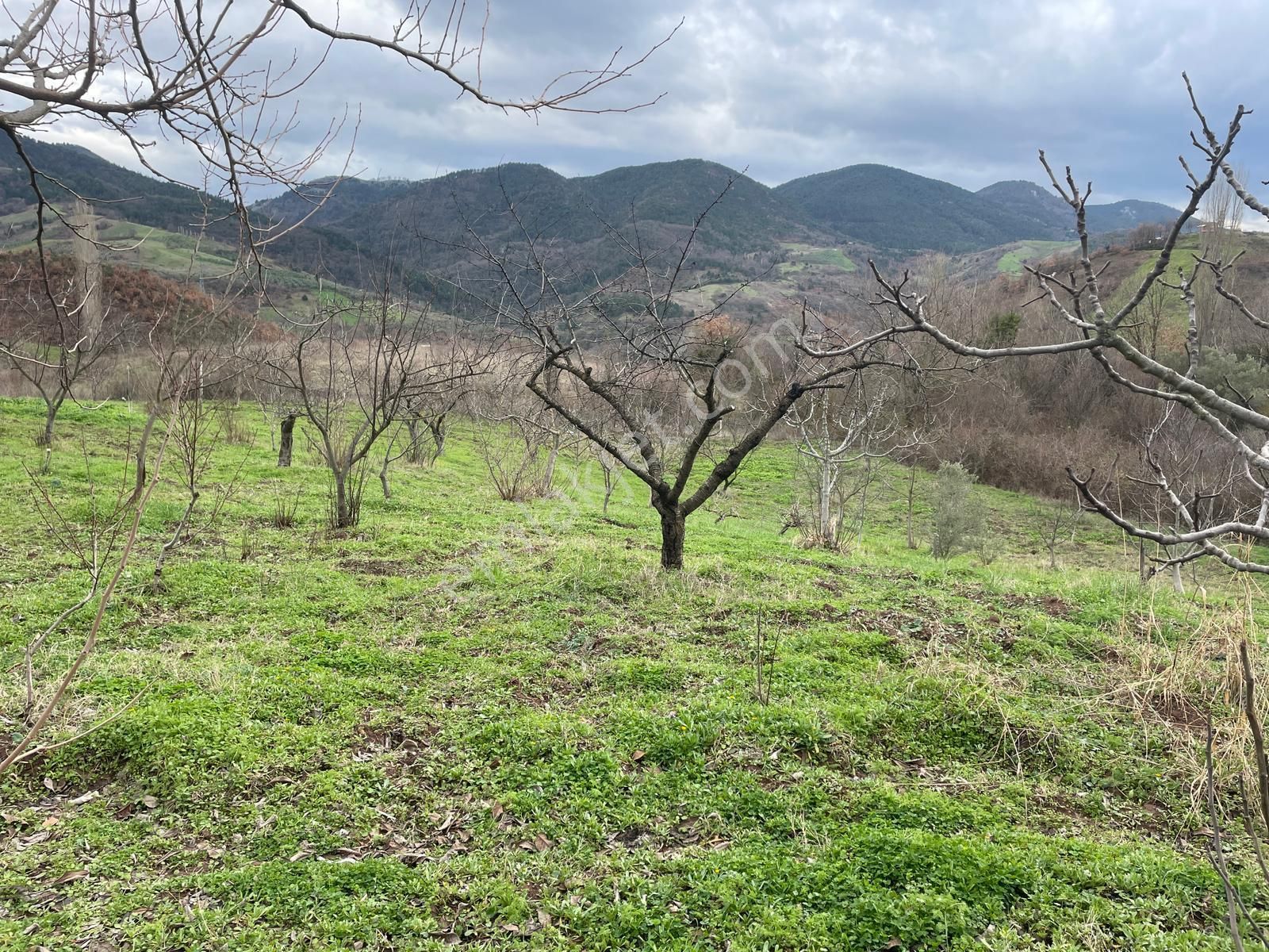 C21 Cius; Hamidiye Köyünde Yola Cephe 2839 M2 Su Ve Elektriği Olan Tarla - Görsel 7