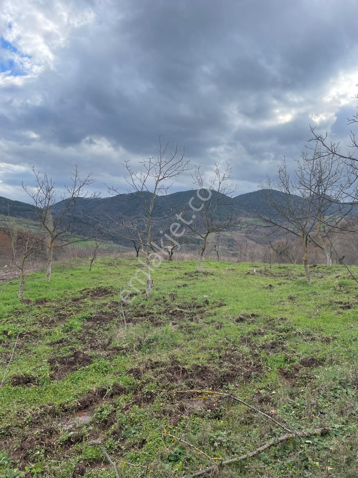 C21 Cius; Hamidiye Köyünde Yola Cephe 2839 M2 Su Ve Elektriği Olan Tarla - Görsel 11