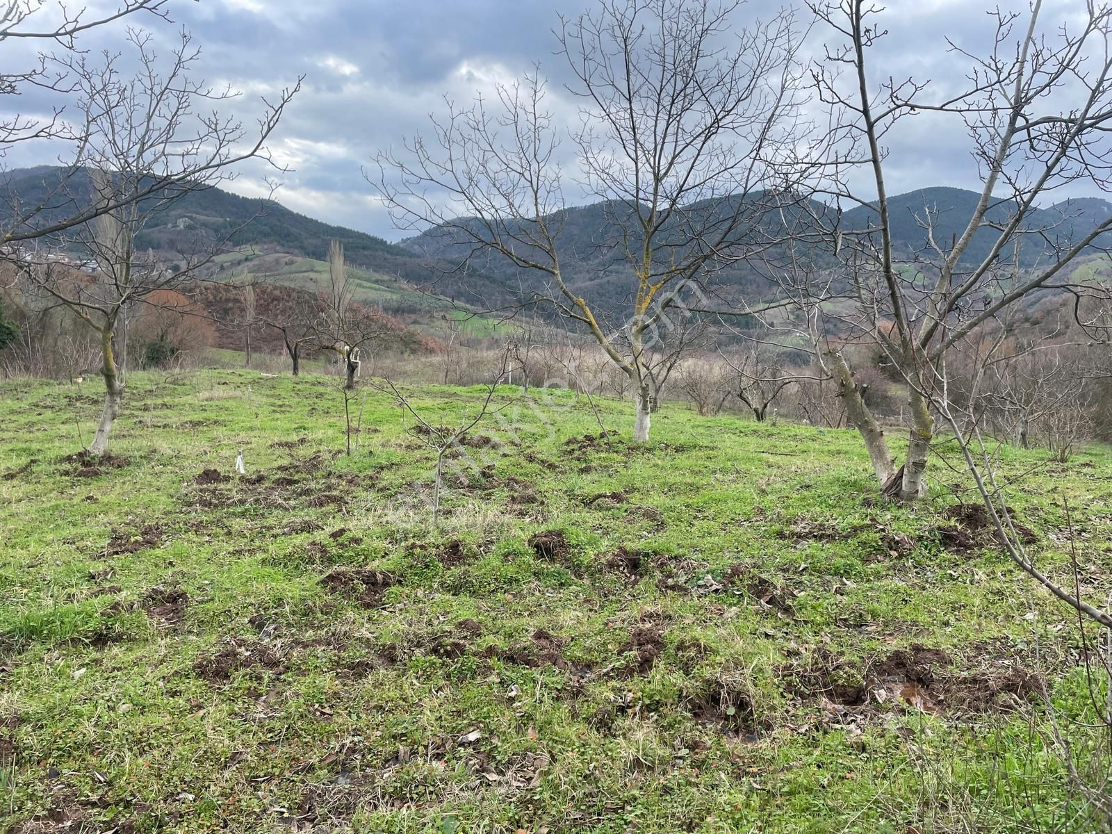 C21 Cius; Hamidiye Köyünde Yola Cephe 2839 M2 Su Ve Elektriği Olan Tarla - Görsel 10