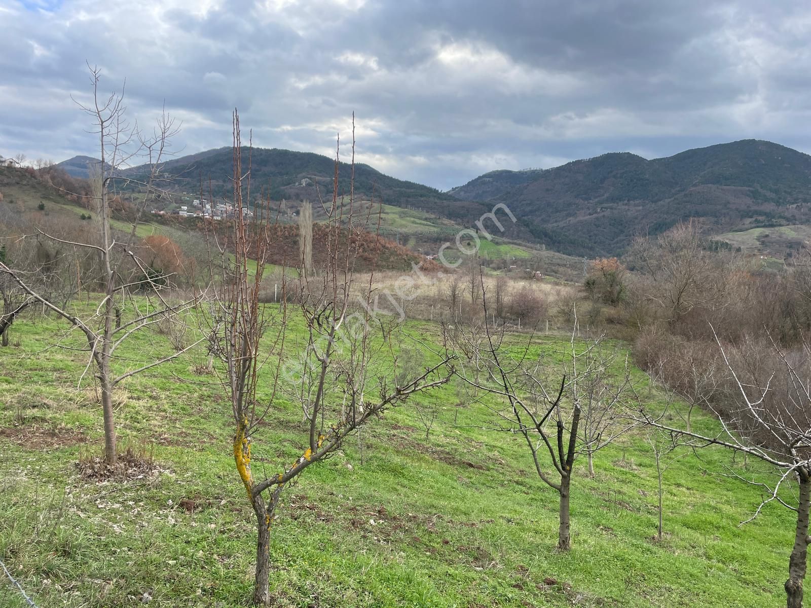 C21 Cius; Hamidiye Köyünde Yola Cephe 2839 M2 Su Ve Elektriği Olan Tarla - Görsel 4