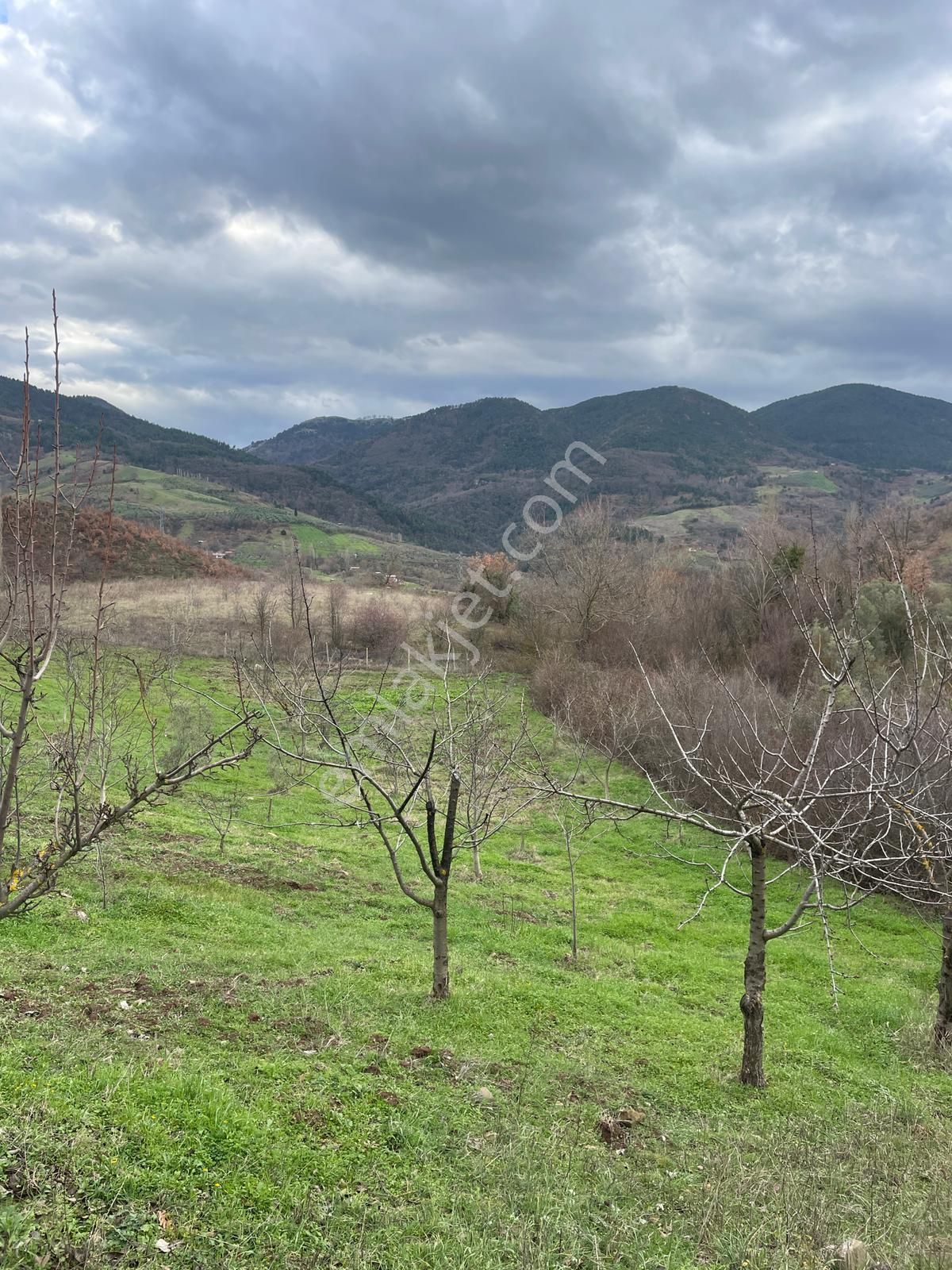 C21 Cius; Hamidiye Köyünde Yola Cephe 2839 M2 Su Ve Elektriği Olan Tarla - Görsel 6