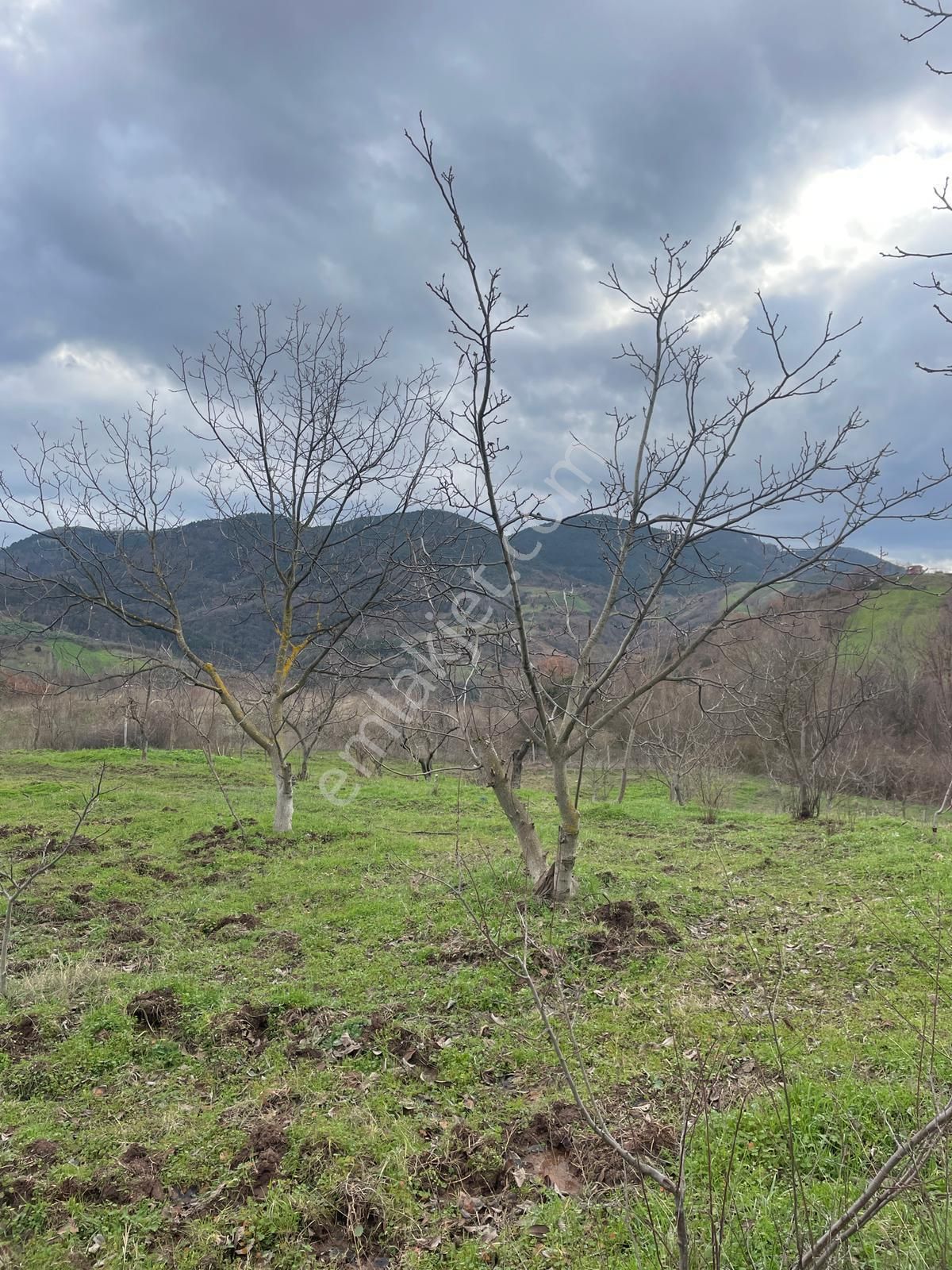 C21 Cius; Hamidiye Köyünde Yola Cephe 2839 M2 Su Ve Elektriği Olan Tarla - Görsel 9