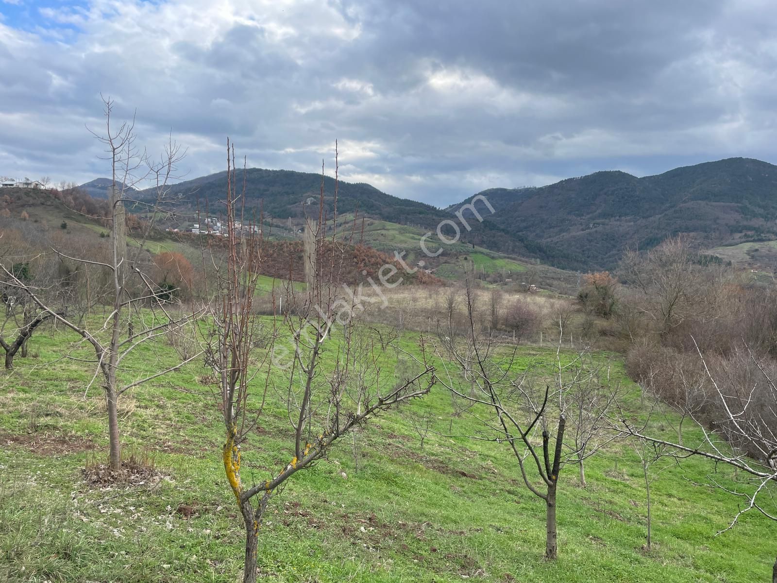 C21 Cius; Hamidiye Köyünde Yola Cephe 2839 M2 Su Ve Elektriği Olan Tarla - Görsel 5