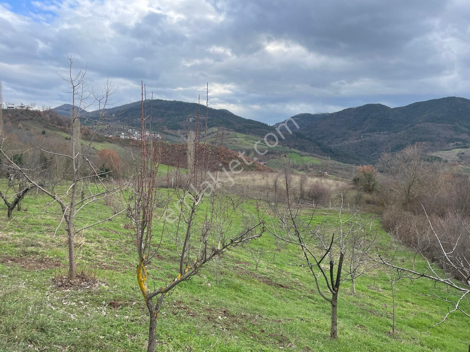 C21 Cius; Hamidiye Köyünde Yola Cephe 2839 M2 Su Ve Elektriği Olan Tarla - Görsel 8