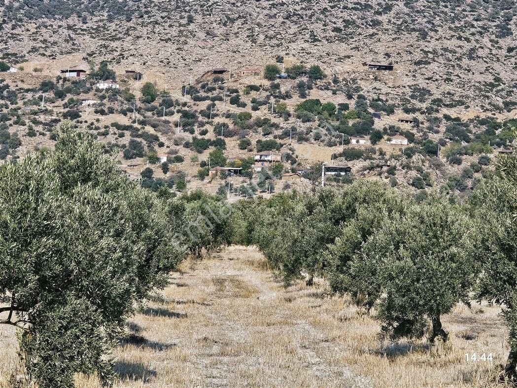 Aydın Bozdoğan Yazıkent'de Ana Yola Sıfır Fırsat Zeytinlik - Görsel 3