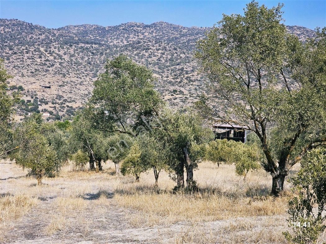 Aydın Bozdoğan Yazıkent'de Ana Yola Sıfır Fırsat Zeytinlik - Görsel 11