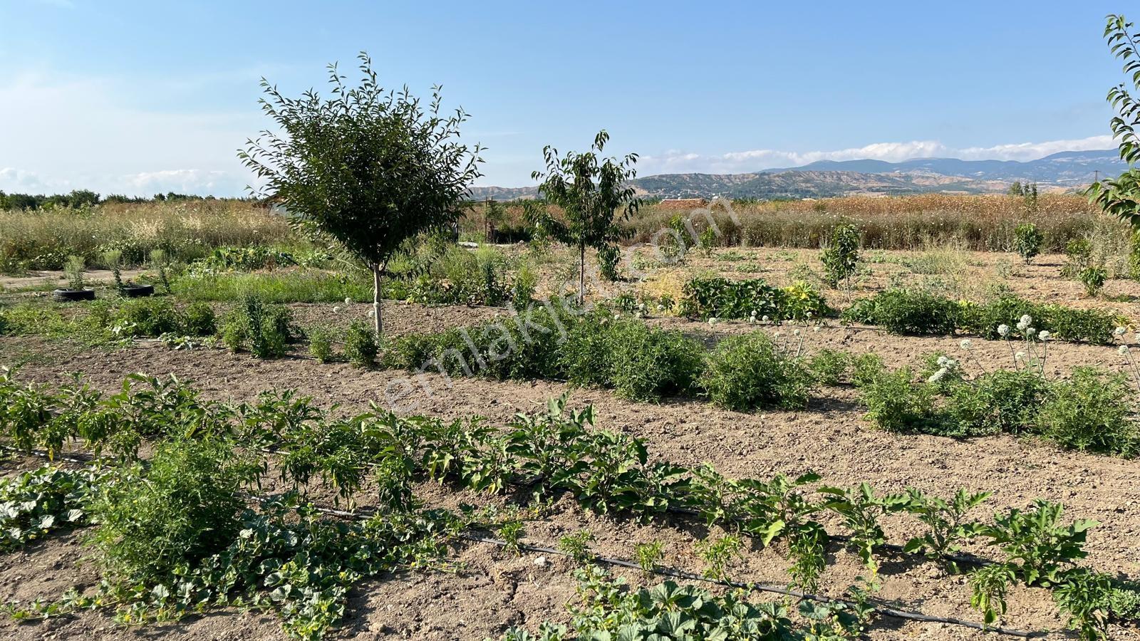 Suluova Doğankent'de Huzur Dolu Satılık Hobi Bahçesi - Görsel 3