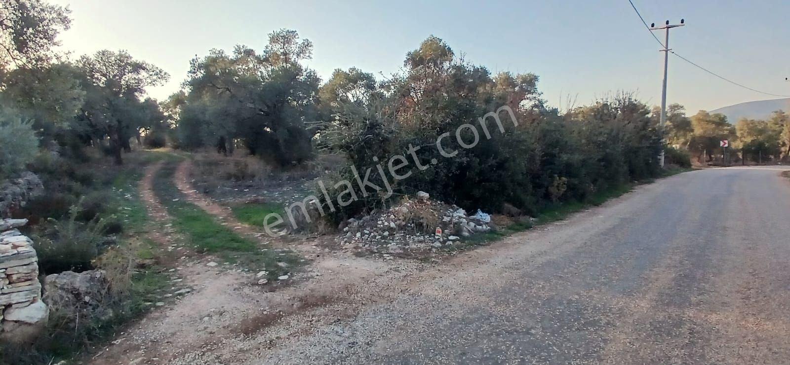 Milas Söğütcük De 1122 M2 Yola Cepheli,yatırım Yaşam Fırsatı! - Görsel 4